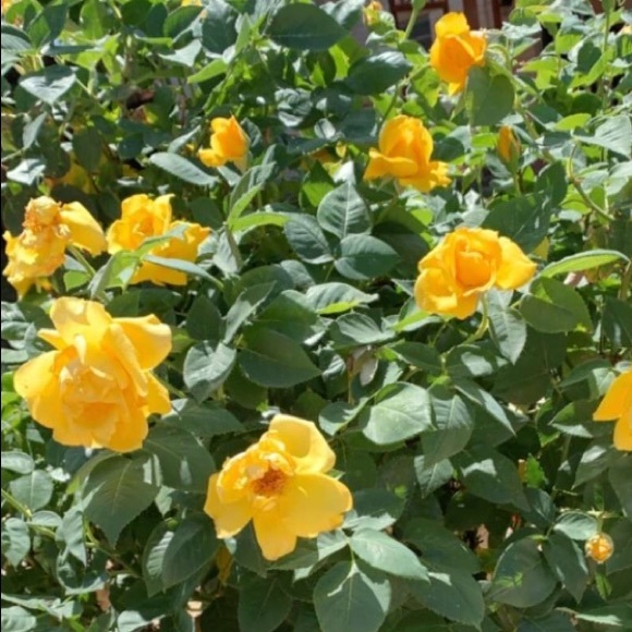 Meet your Posher, Ashley - Picture 1 of 1